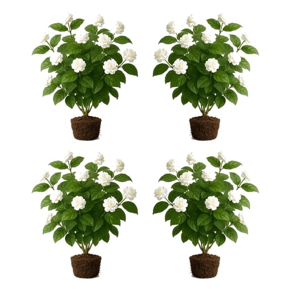 Grand Duke Jasmine Starter Plants Set of 4, Fragrant Climbing Vine, Full Sun, USDA Zones 8-11, Ships Bare Root, No Pot