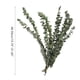 thumbnail image 4 of Toystoory 10PCS/Bundle Green Leaf Bouquet Dried Flower Real Home Branches Preserved Fresh Eucalyptus Shelf Decoration Long Life Decoración del hogar 40-50cm Toystoory HA039741-02, 4 of 6