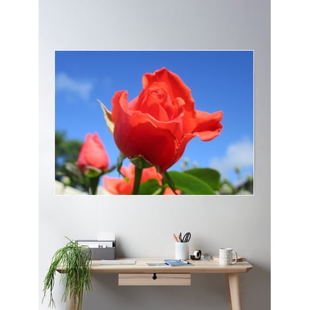 A June Rose In My Garden Poster Wall Art, Modern Wall Decor For Living Room Bedroom, 12x18 UNFRAMED