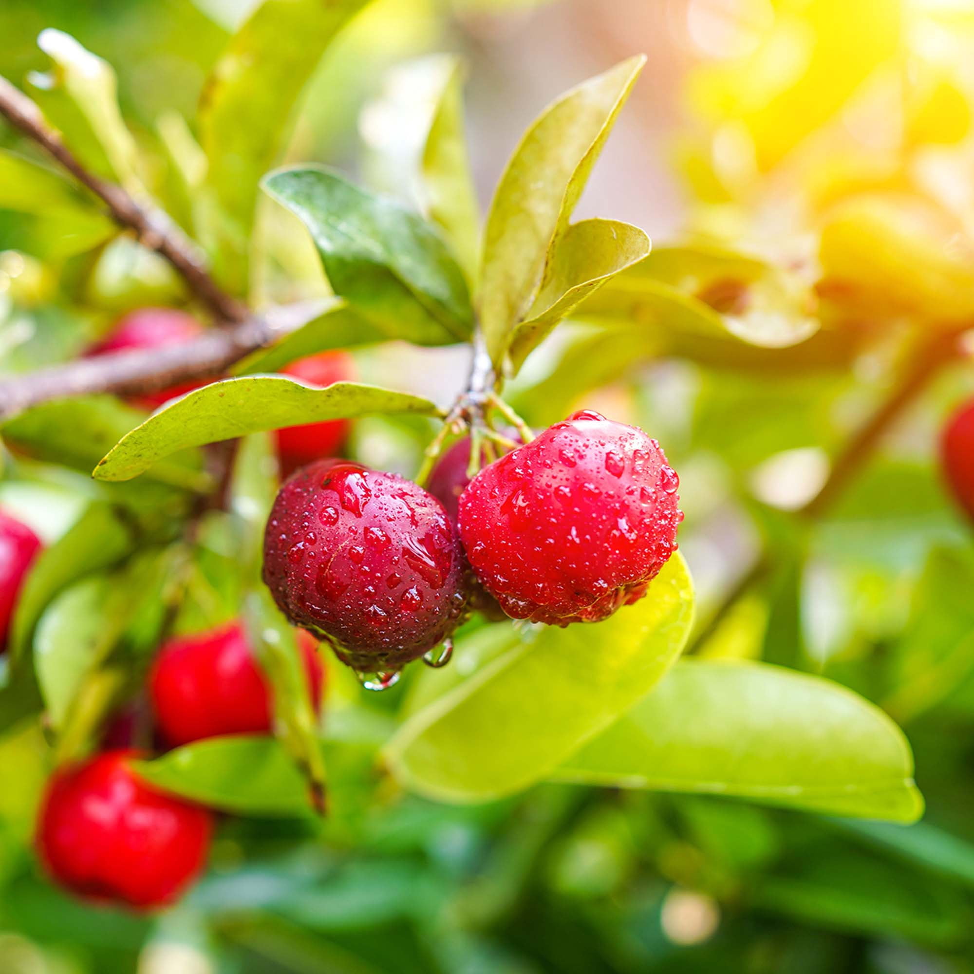 Barbados Cherry  - American Native Acerola Cherry - Fruit Packed with Vitamin C