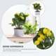 thumbnail image 4 of Limonero artificial, planta en maceta falsa, limonero decorativo en maceta, simulación de bonsái de limón, 4 of 8