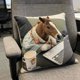 thumbnail image 5 of Funda de Almohada con Diseño de Caballo de Batalla, Ideal para Oficina, Ideal para Silla de Escritorio o Teletrabajo., 5 of 6