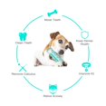 thumbnail image 2 of Dog Molar Toothbrush Stick Toys For Small Large Dogs Cat Tooth Cleaning Puppy Chew Funny Interactive Training Toy Accessories, 2 of 5