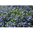 thumbnail image 4 of 25 CREEPING BLUE SPEEDWELL Veronica Repens Groundcover Flower Seeds, 4 of 8