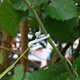 thumbnail image 1 of unbranded 300Ud Vegetable Fixing Buckle Plástico Resistente Para Soporte De Plantas Y, 1 of 8