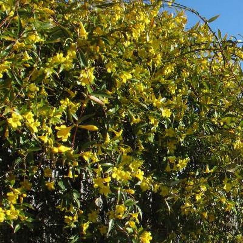 Classy Groundcovers, Carolina Jasmine, Carolina Jessamine, Yellow Jessamine, Evening Trumpetflower, Trumpet Flower, Wild Jasmine, False Jasmine {2...
