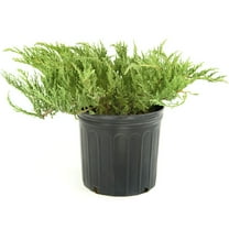 Live Shrub 1 gal Green Sargent Juniper with Full Sunlight