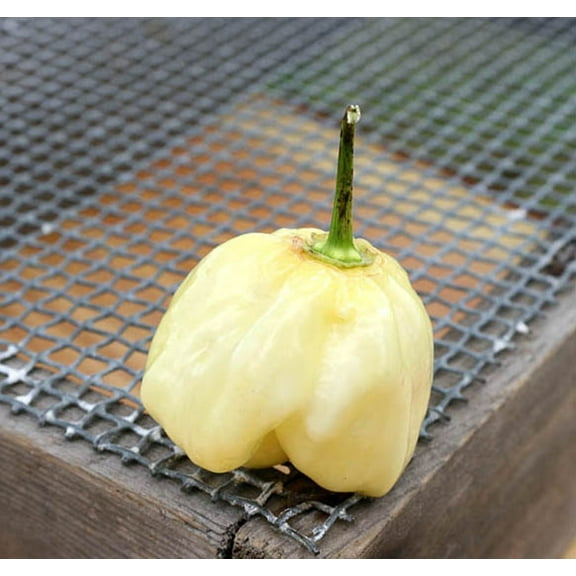 Giant White Habanero Heirloom Pepper Premium Seeds Packet
