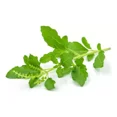 thumbnail image 2 of Tulsi Adaptógeno 50g Commons Polvo 100% Orgánico, 2 of 2