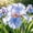 A, variant on Garden Iris for Yard Borders, Landscaping & Containers-Easy Grow-Low Effort-Ideal for Plant Pots & Planters