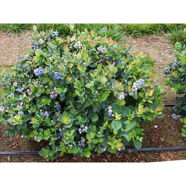 ( 1 ) - Top Hat Dwarf Blueberry - Starter Plant ( 8m ) ( 1 Live Plant )