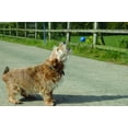thumbnail image 5 of The Company of Animals Pet Corrector Spray for Dogs, Dog Training Spray to Stop Barking and Unwanted Behaviors, Pet Deterrent and Training Spray Four Pack, 5 of 8
