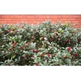 thumbnail image 6 of 40 ENGLISH HOLLY Ilex Aquifolium aka European Common or Christmas Holly Evergreen Tree Shrub Berry Seeds, 6 of 11