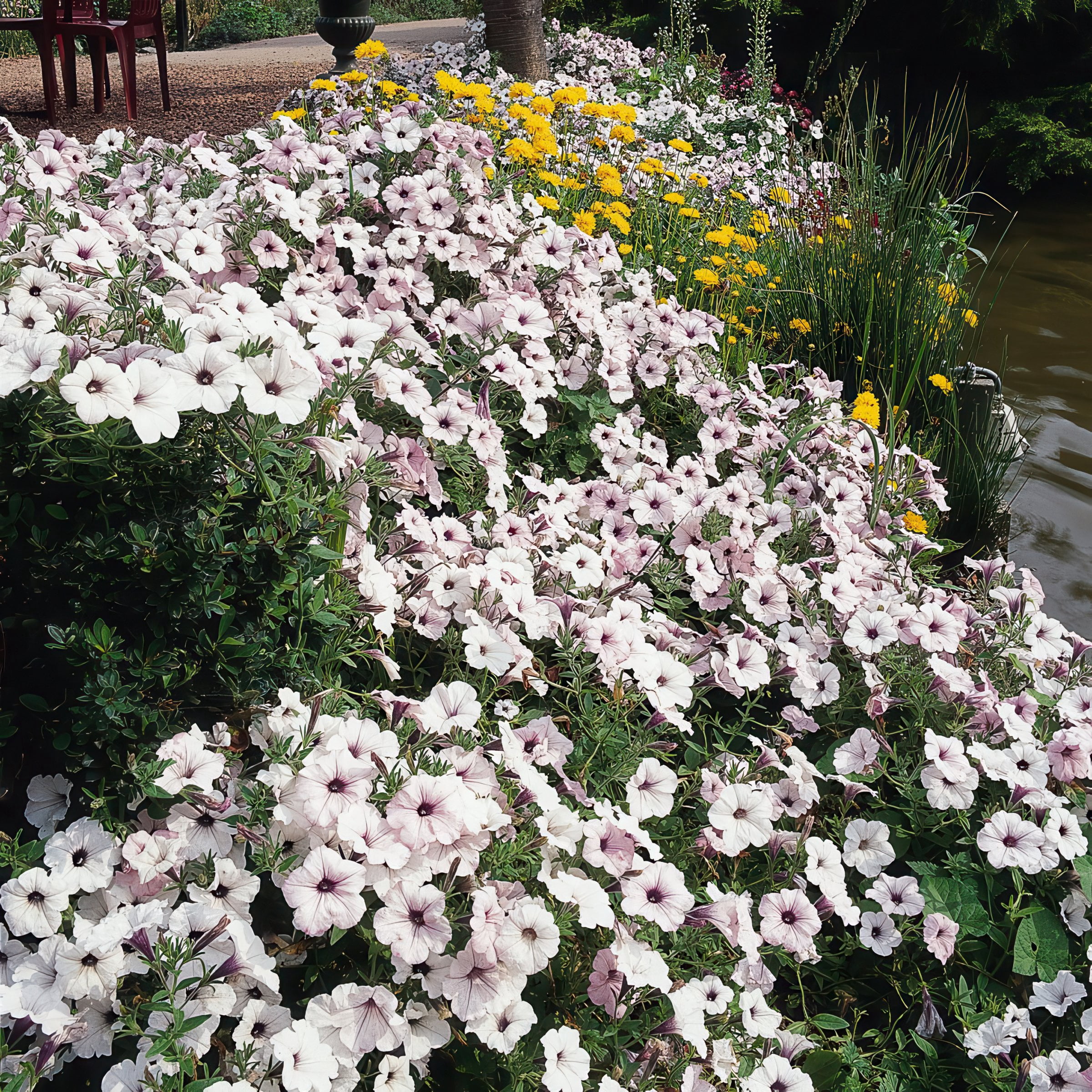 4 in. Petunia Tidal Wave Silver Live Annual Plant with White Flowers (3-Pack)