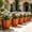 Brown A, variant on Wavy Rim Faux Terracotta Plastic Flower Planter,2.75*5.7 Inch Thickened Embossed Plant Pot with Drainage Holes, Shatterproof Decor Container for Tulips, Succulents, Indoor & Outdoor Garden Use