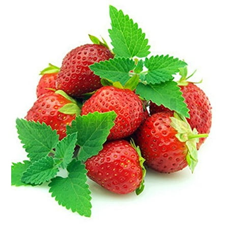 Strawberry Mint - Grow Indoors or Out - Live Plant - 4.33