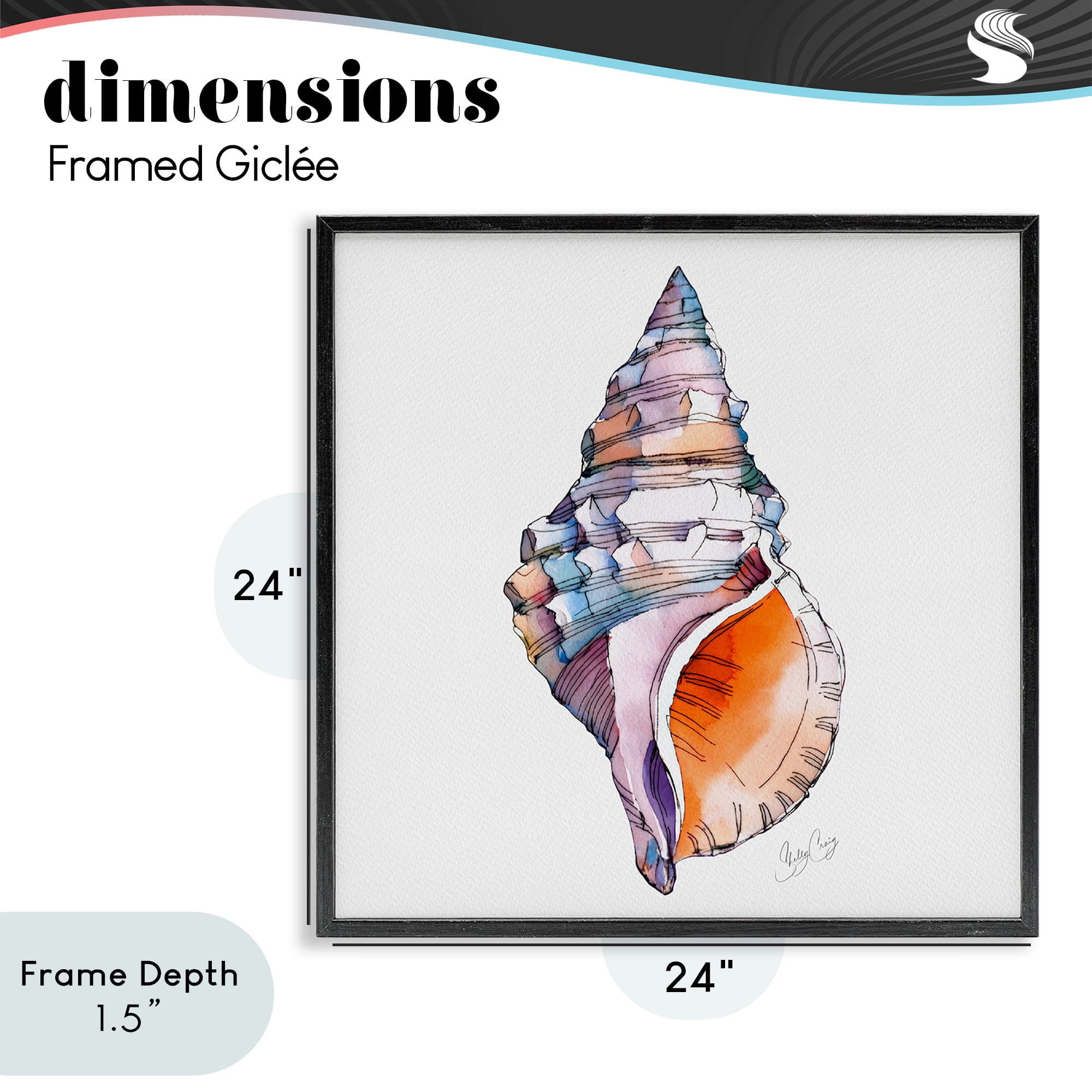Stupell Industries Sunrise Conch Shell Black Framed Giclee Art, design by Shelly Craig