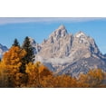 thumbnail image 2 of Jones, Adam 14x11 Gold Ornate Wood Framed with Double Matting Museum Art Print Titled - Golden aspen trees and Cathedral Group-Grand Teton National Park-Wyoming, 2 of 4