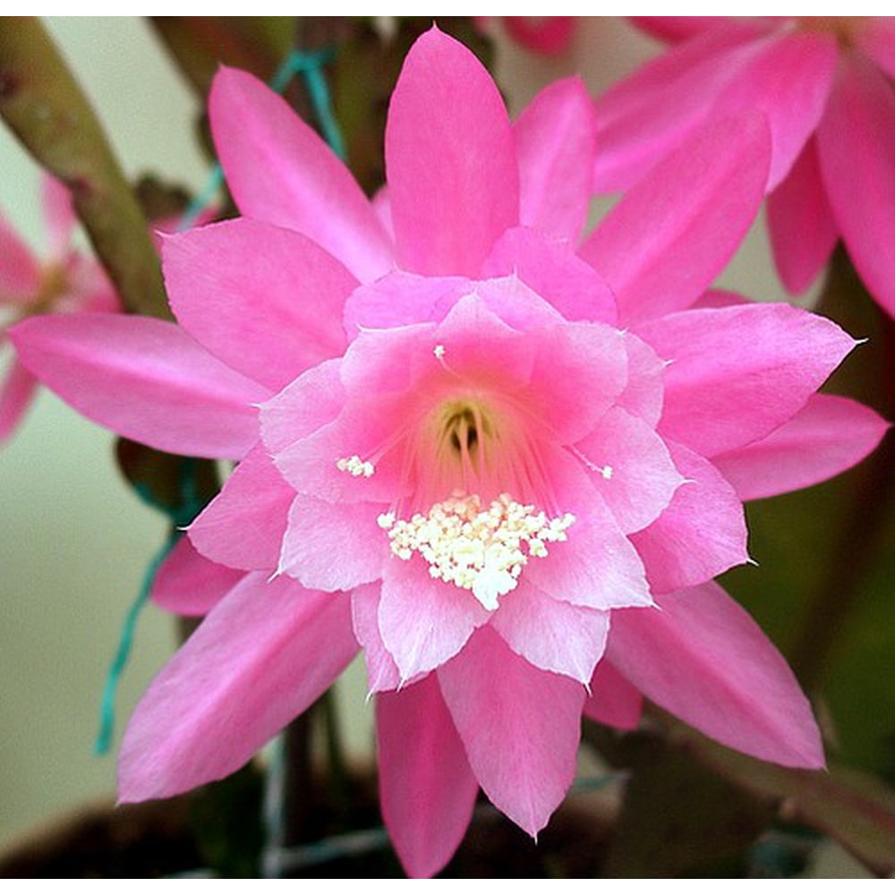 Pink Orchid Cactus 4" Pot Epiphyllum Exotic