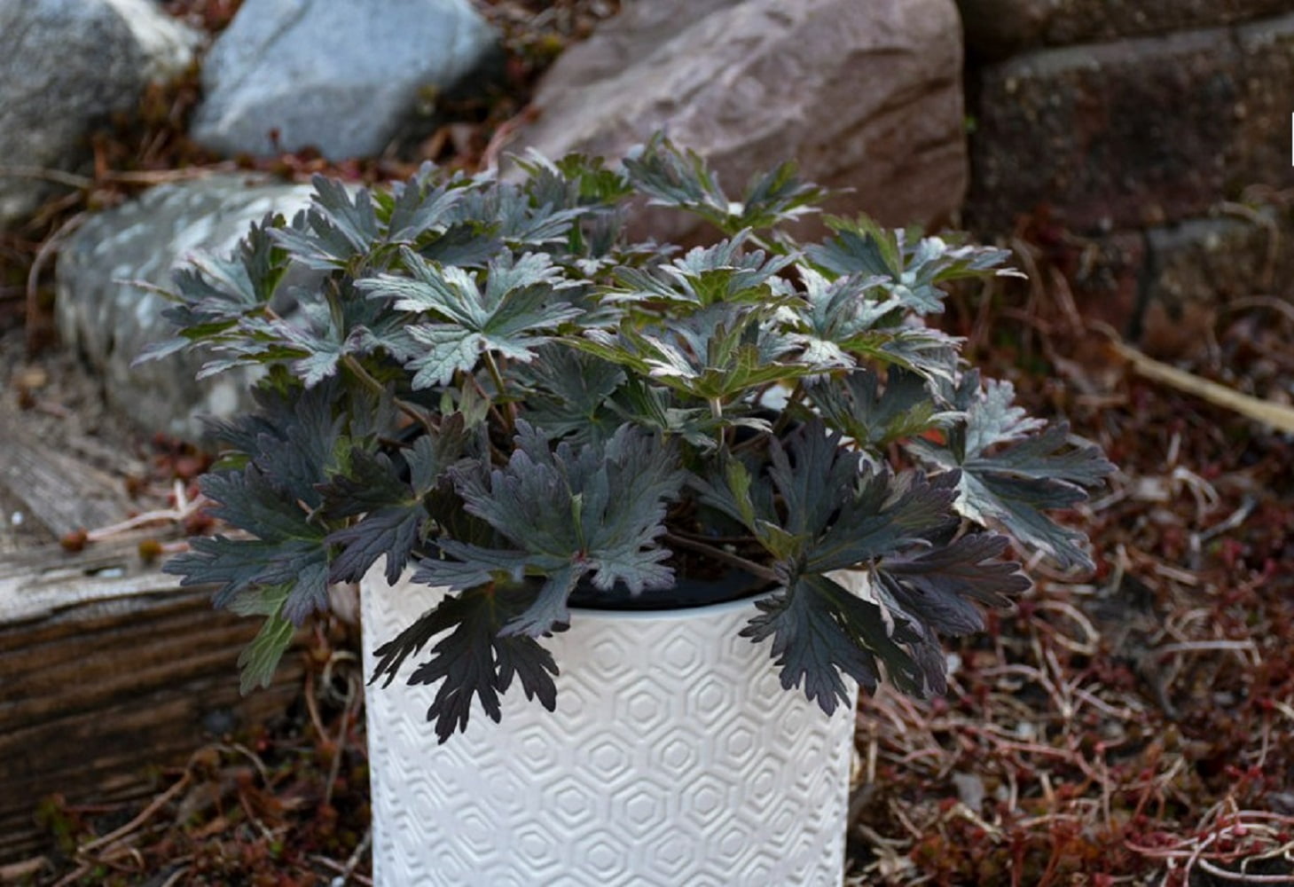 Proven Winners 1 Gallon, 'Boom Chocolatta' (Geranium) Live Plant, Blue-Purple Flowers, and Dark Green Foliage