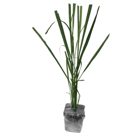 Daylily Nursery Lemongrass Live Plant with 4in Pot