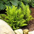 thumbnail image 4 of Athyrium Filix-femina, Lady In Red, Lady Fern - Pot Size: 3" (2.6x3.5") - Plants, Shade Plants, 4 of 8