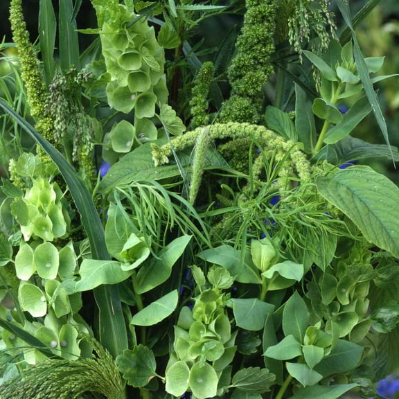 Outsidepride Green Wild Flower Seed Mix - 10000 Seeds