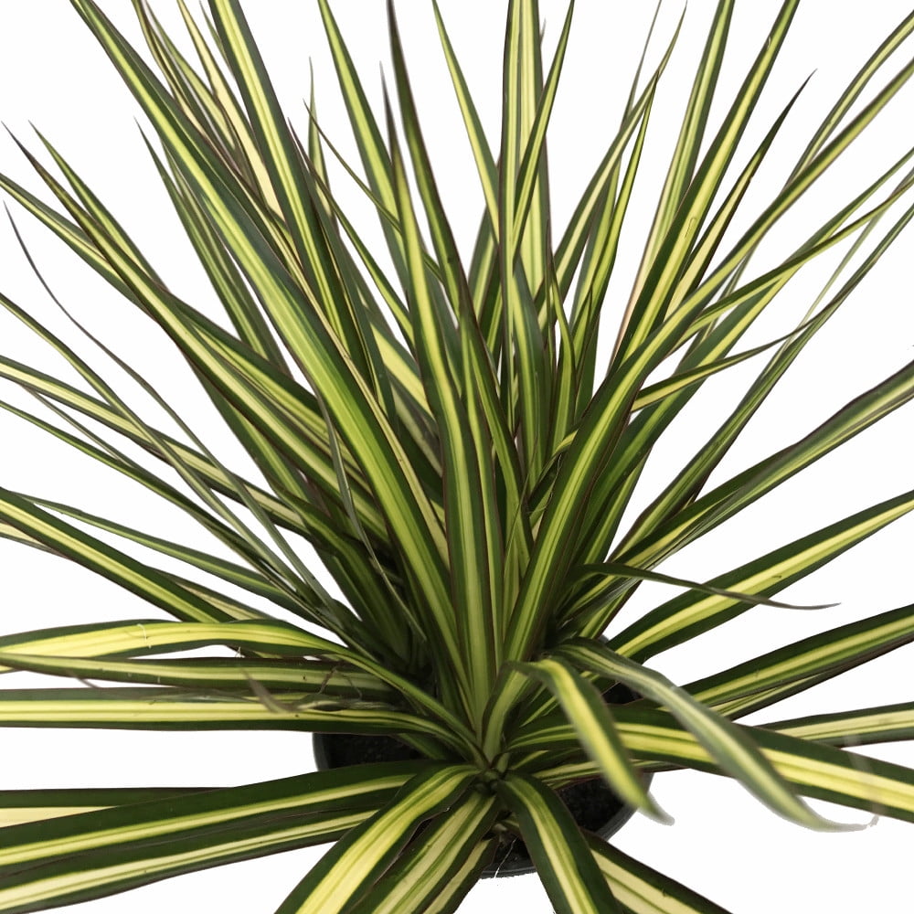Kiwi Dragon Tree Dracaena marginata 6&quot; Pot Easy to