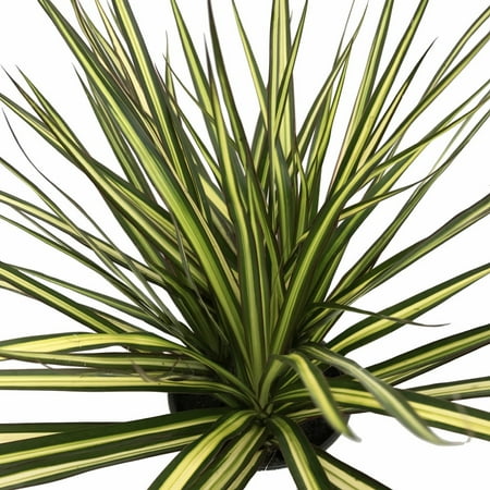 Kiwi Dragon Tree - Dracaena marginata - 6" Pot - House Plant