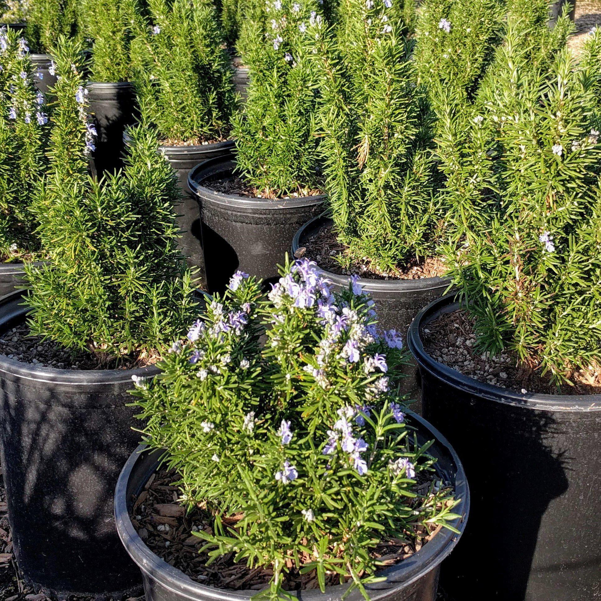 Tuscan Blue Rosemary - 1 Gallon Pot, Live Evergreen Shrub, Full Sun