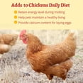 thumbnail image 4 of Chicken Treats GOLDWORMS, larvas secas de mosca solida negra, 10 kg, 4 of 7