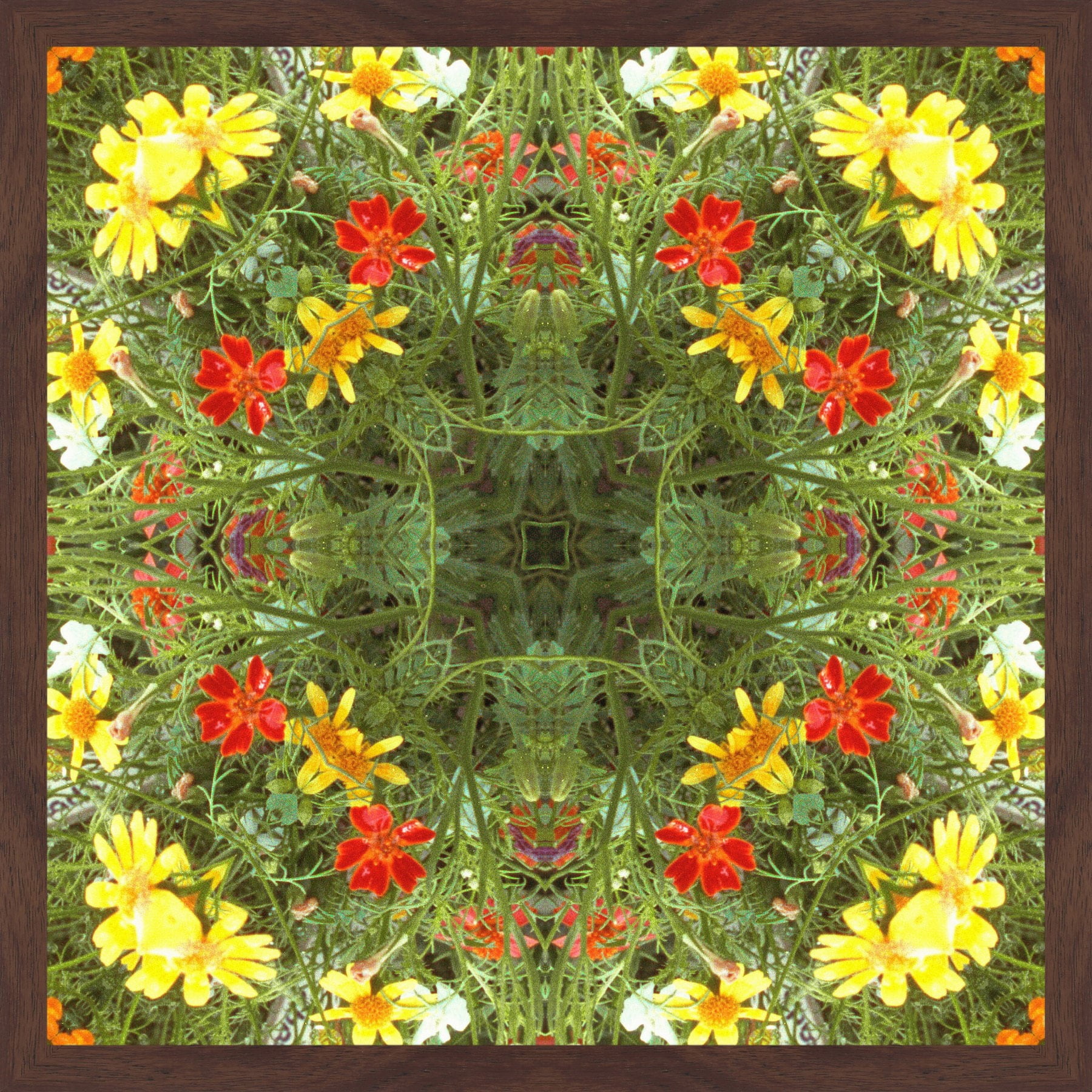"Mandala Marigold" Framed Painting Print