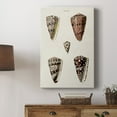 thumbnail image 5 of Cone Shell Collection III Premium Gallery Wrapped Canvas - Ready to Hang, 5 of 9