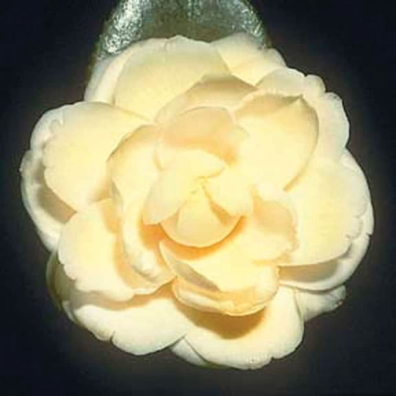 3 Lemon Glow Camellia in 4 inch pots