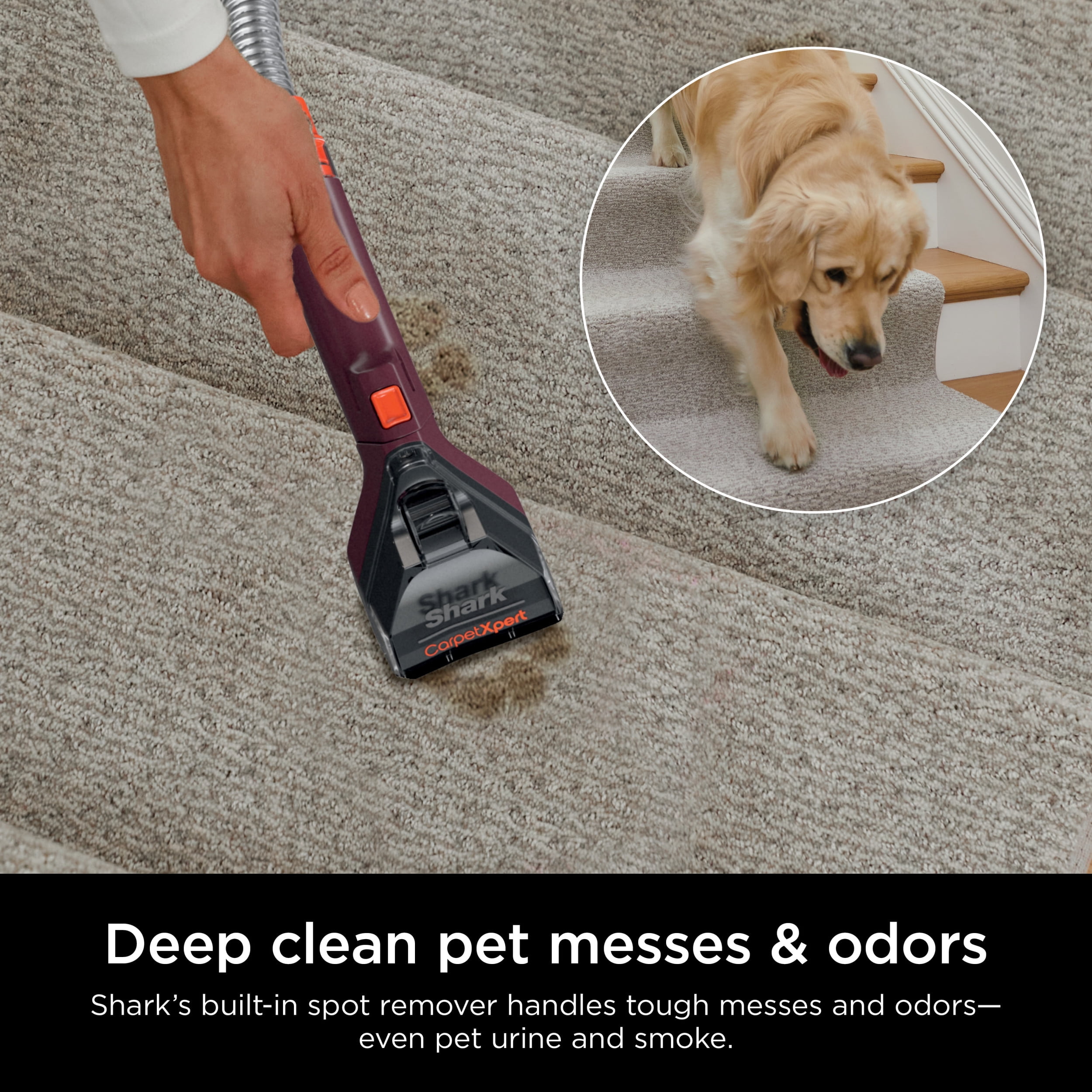 Shark CarpetXpert Upright Cleaner, Spot & Stain Eliminator, Pet & Home Carpet Shampooer, Magenta  (图4)