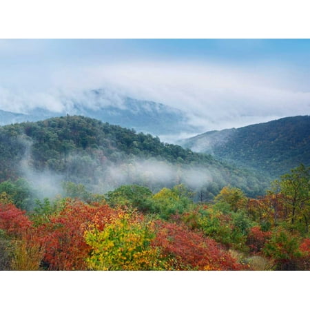 Broadleaf forest in fall colors Skyline Drive Shenandoah National Park Virginia Poster Print by Tim