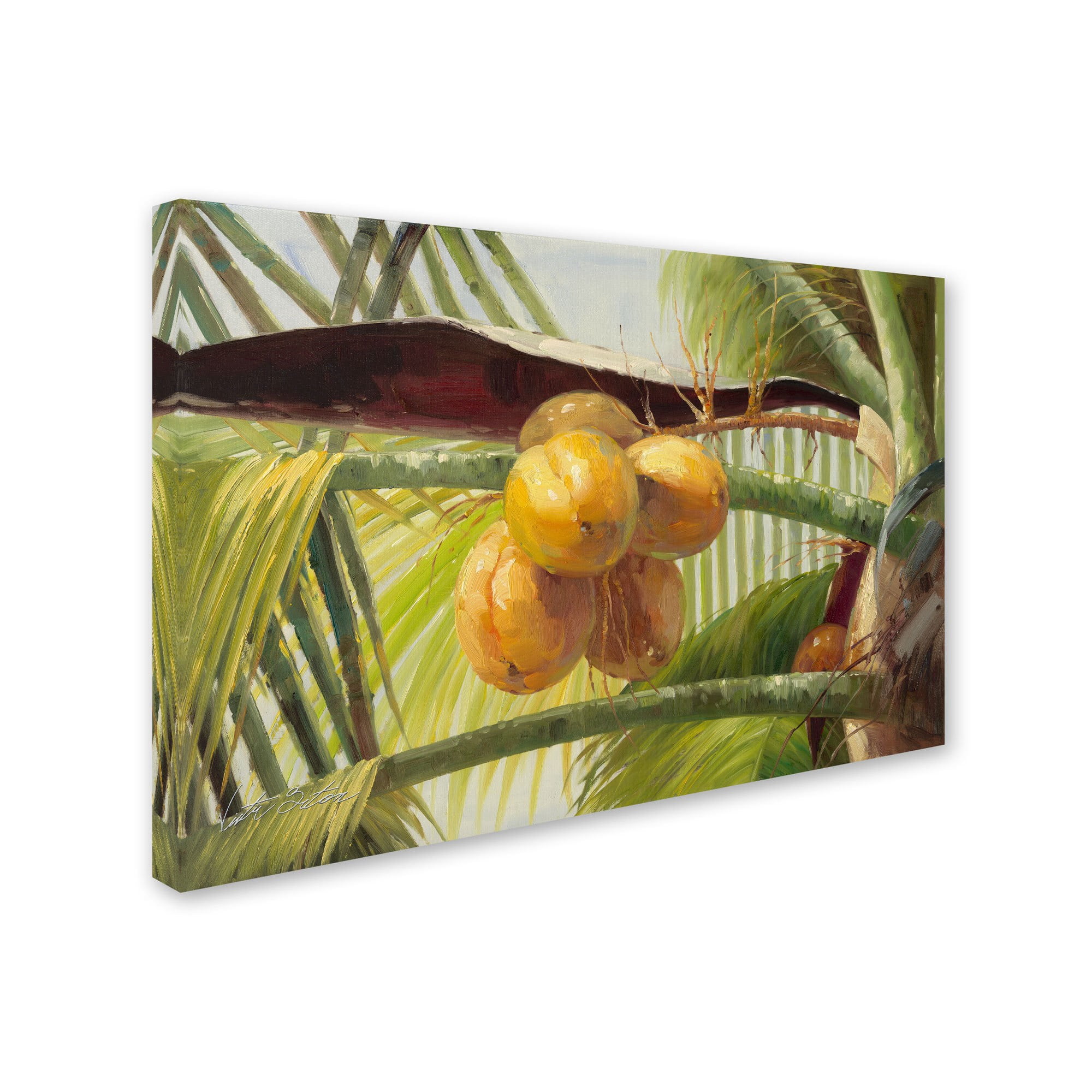 Trademark Fine Art "Coconut Palm I" Canvas Art by Victor Giton