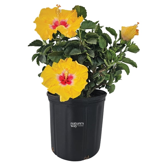 Nature's Way Farms Hibiscus Hawaiian Yellow Wave Outdoor Live Flowering Plant (25-30 in. Tall) in Grower Pot May Ship Without Flowers
