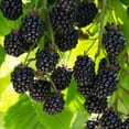 thumbnail image 3 of Set 2 Triple Crown Thornless BlackBerry Plant Live 4-8 Inch Tall, 3 of 6