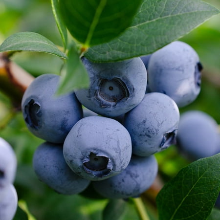 Expert Gardener 3-4 ft. tall Onslow Rabbiteye Blueberry Live Shrub in 7-Gallon Grower Pot