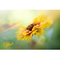 thumbnail image 2 of Parker, Jacky 18x13 Gold Ornate Wood Framed with Double Matting Museum Art Print Titled - Gaillardia, 2 of 4
