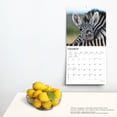 thumbnail image 4 of Baby Animals | 2024 12x24" (Hanging) Square Wall Calendar | BrownTrout, 4 of 8
