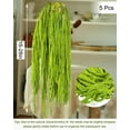 thumbnail image 4 of Duslogis 5 Pcs Real Preserved Amaranthus Hanging Wedding Flowers - 16''-28'' Bleached Dried Flowers for Wedding Arch Flowers, Wisteria Flowers Arrangement, Garlands, Home Decor (Light Green), 4 of 7