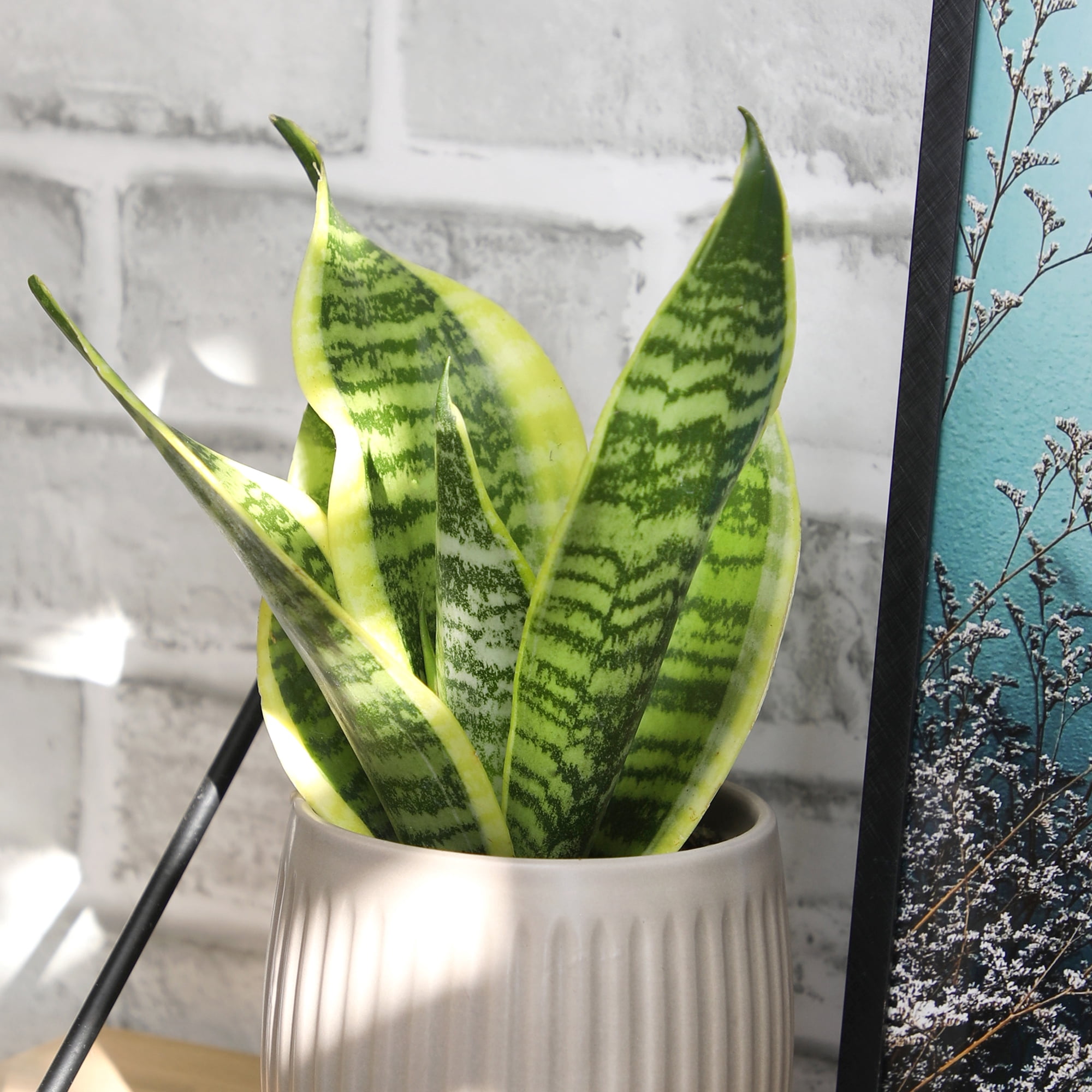 Altman Plants Easy Live Snake Plant, Sansevieria Superba; 4.25 in Grower Pot; Partial Sun
