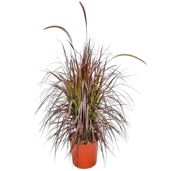 Tropical Plants of Florida 36" to 42" Ornamental Red Fountain Grass Plant; Full Sunlight, Growers Pot