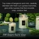 thumbnail image 5 of Voluspa Candle Ciprés Blanco - Grande 18 oz Voluspa Vela 18 oz, 5 of 6