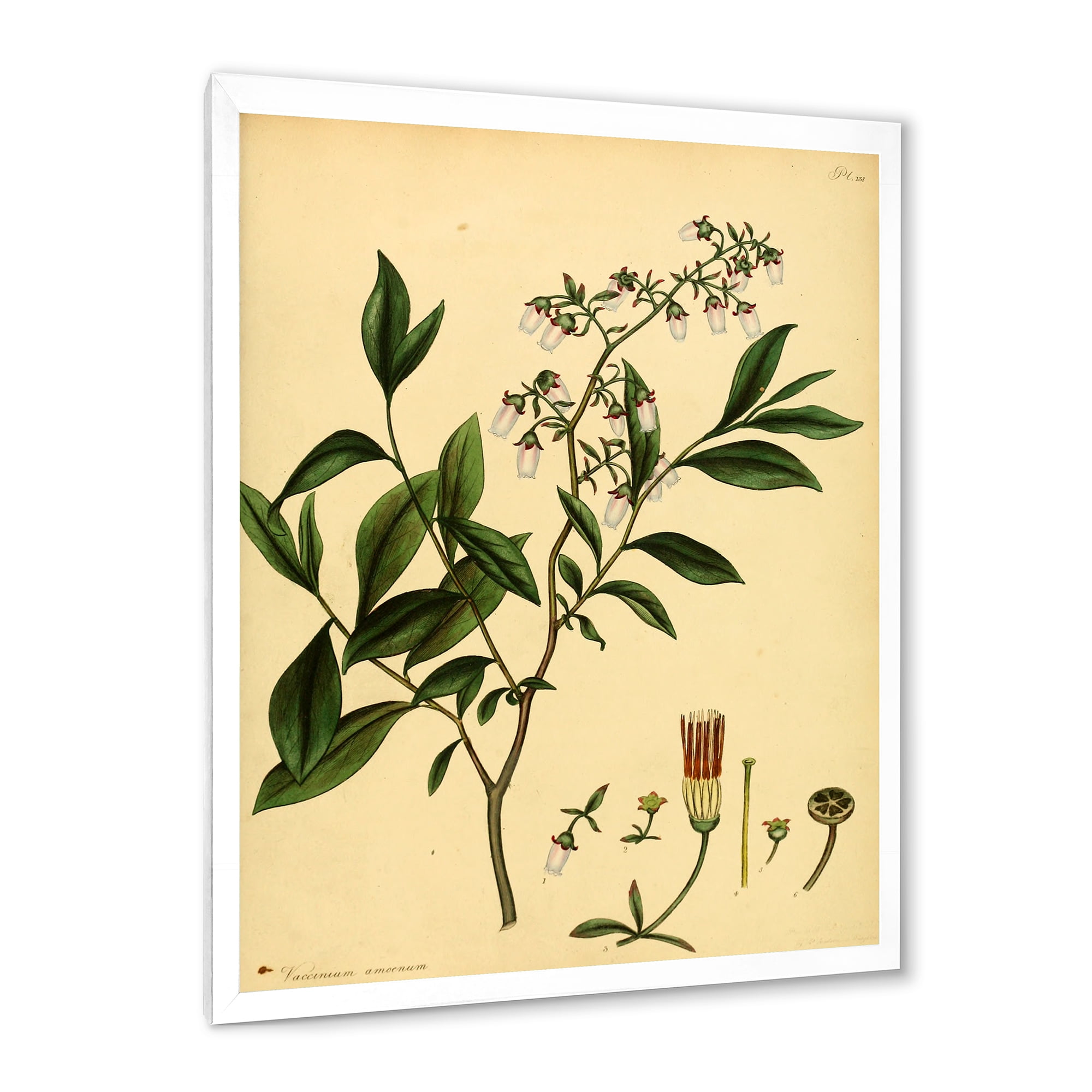 Designart 'Ancient Plant Life V' Traditional Framed Art Print