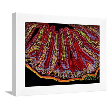 Small Intestine Villi Section Framed Print Wall Art By Thomas Small Intestine Villi Section Framed Print Wall Art By Thomas Deerinck