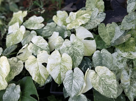 Monstera Mint Live Plant, Mint Variegated Monstera Plant, Rare Tropical Monstera for Garden 4 to 6 Inc Tall