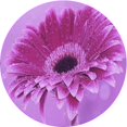 thumbnail image 1 of Ahgly Tapis Rond Lavable en Machine Intérieur Transitionnel Violet Violet, 7 Pieds Rond, 1 of 7
